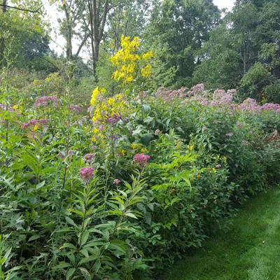 Wetland buffer with native plants