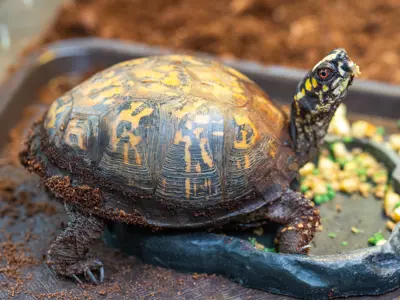 Eastern Box Turtle at the Harris Nature Center eating a meal