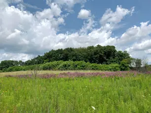 Prairie wetland in the summer