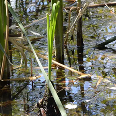 Wetland Banking Green Theme Presentation