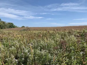 Prairie wetland in late summer