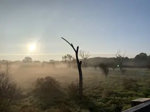Okemos Road boardwalk looking out at the wetland in the morning