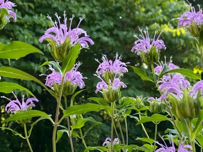 Purple flowers in the summer at Harris Nature Center