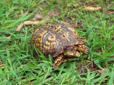 Sienna the Eastern Box Turtle walking in grass