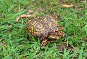 Eastern Box Turtle, turtle